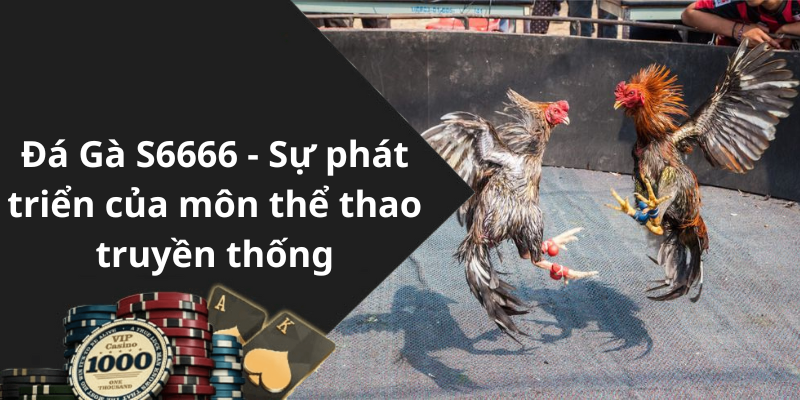 Đá Gà S6666 - Sự phát triển của môn thể thao truyền thống