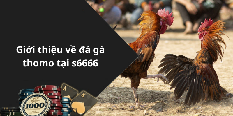 Giới thiệu về đá gà thomo tại s6666