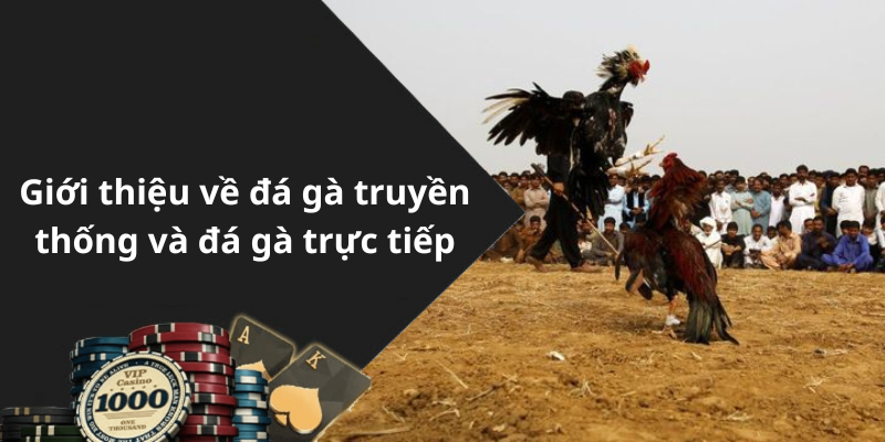 Giới thiệu về đá gà truyền thống và đá gà trực tiếp