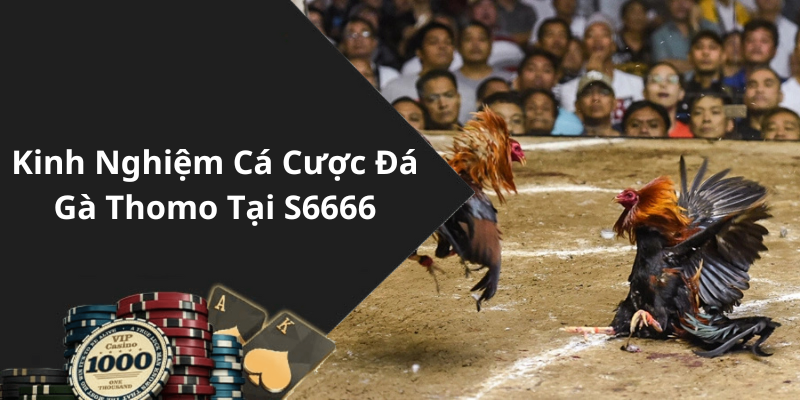 Kinh Nghiệm Cá Cược Đá Gà Thomo Tại S6666