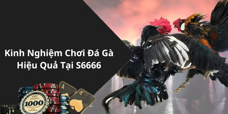 Kinh Nghiệm Chơi Đá Gà Hiệu Quả Tại S6666