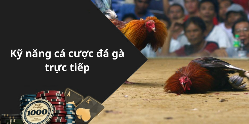 Kỹ năng cá cược đá gà trực tiếp