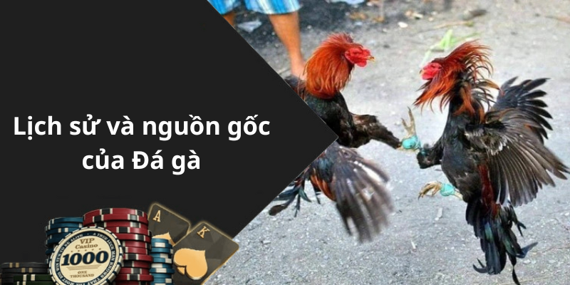 Lịch sử và nguồn gốc của Đá gà