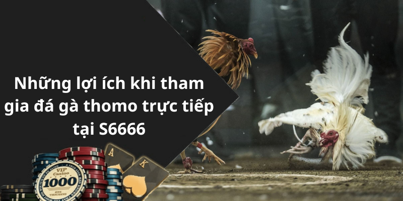 Những lợi ích khi tham gia đá gà thomo trực tiếp tại S6666