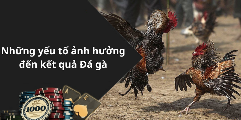 Những yếu tố ảnh hưởng đến kết quả Đá gà