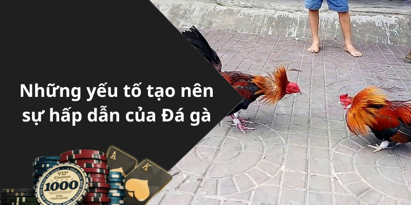 Những yếu tố tạo nên sự hấp dẫn của Đá gà