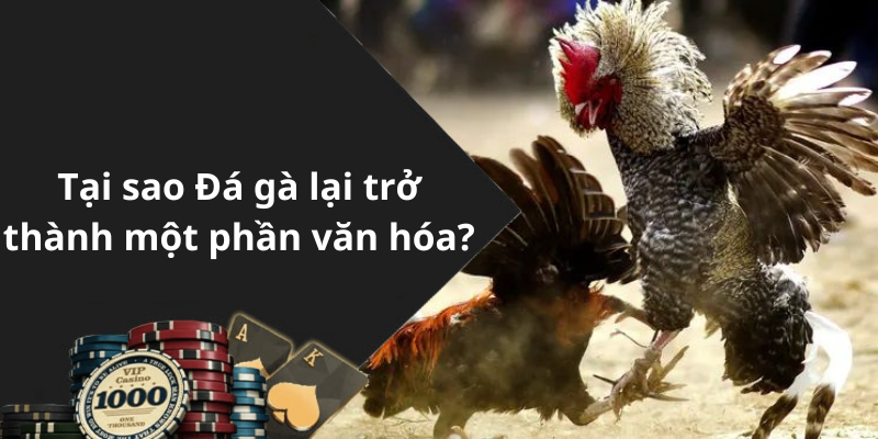 Tại sao Đá gà lại trở thành một phần văn hóa