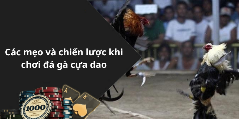 Các mẹo và chiến lược khi chơi đá gà cựa dao