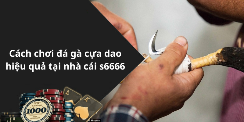 Cách chơi đá gà cựa dao hiệu quả tại nhà cái s6666