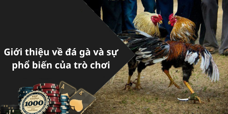 Giới thiệu về đá gà và sự phổ biến của trò chơi