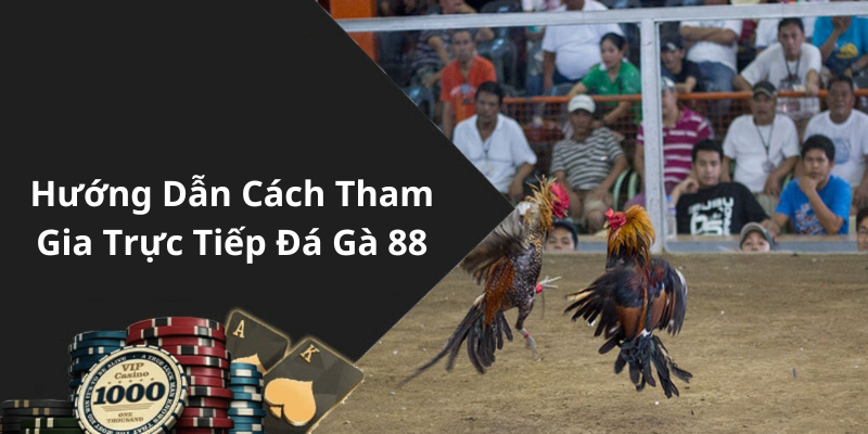 Hướng Dẫn Cách Tham Gia Trực Tiếp Đá Gà 88