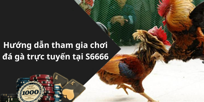 Hướng dẫn tham gia chơi đá gà trực tuyến tại S6666