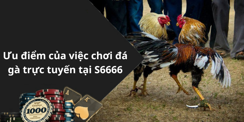 Ưu điểm của việc chơi đá gà trực tuyến tại S6666