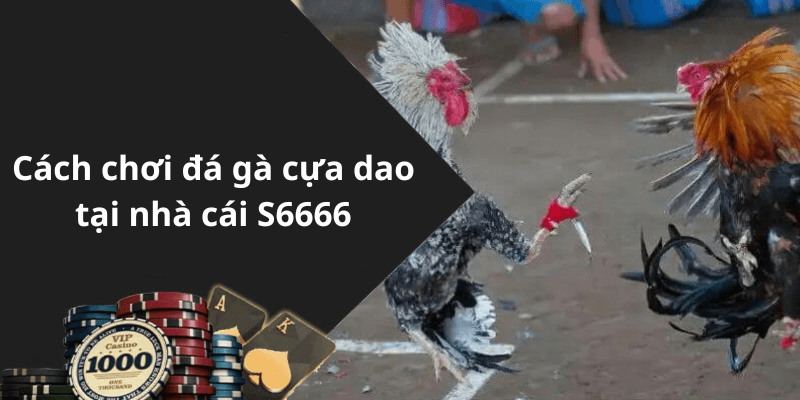 Cách chơi đá gà cựa dao tại nhà cái S6666