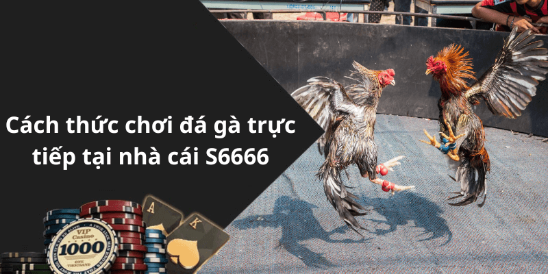 Cách thức chơi đá gà trực tiếp tại nhà cái S6666