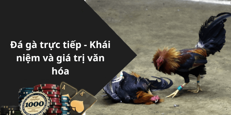 Đá gà trực tiếp - Khái niệm và giá trị văn hóa
