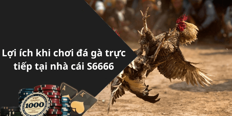 Lợi ích khi chơi đá gà trực tiếp tại nhà cái S6666