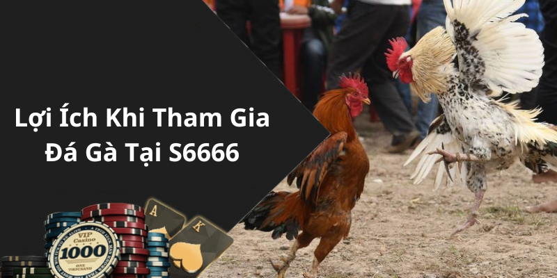 Lợi Ích Khi Tham Gia Đá Gà Tại S6666