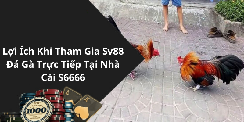 Lợi Ích Khi Tham Gia Sv88 Đá Gà Trực Tiếp Tại Nhà Cái S6666