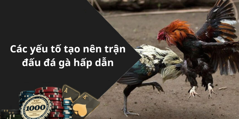 Các yếu tố tạo nên trận đấu đá gà hấp dẫn