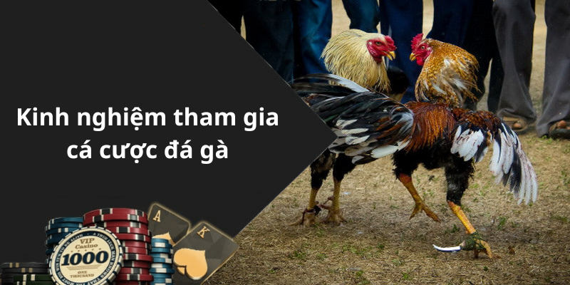 Kinh nghiệm tham gia cá cược đá gà