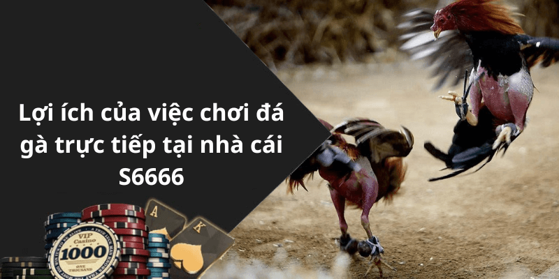 Lợi ích của việc chơi đá gà trực tiếp tại nhà cái S6666
