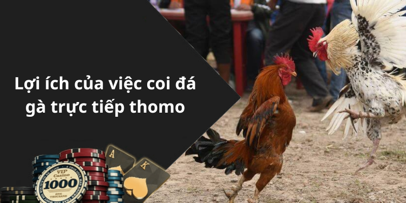 Lợi ích của việc coi đá gà trực tiếp thomo
