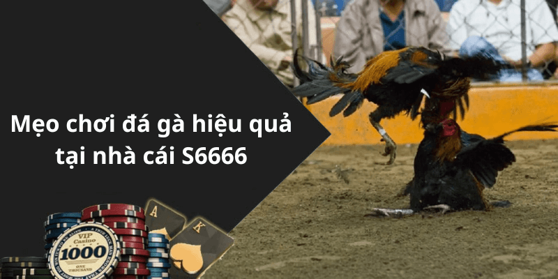 Mẹo chơi đá gà hiệu quả tại nhà cái S6666