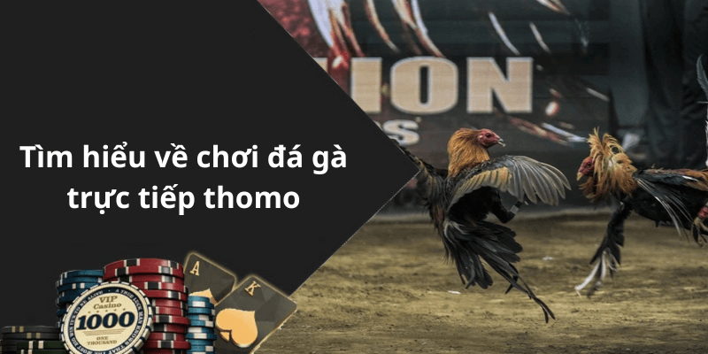 Tìm hiểu về chơi đá gà trực tiếp thomo